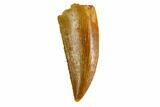 Serrated, Raptor Tooth - Real Dinosaur Tooth #144639-1